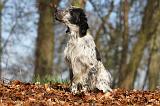 SETTER ANGLAIS 002